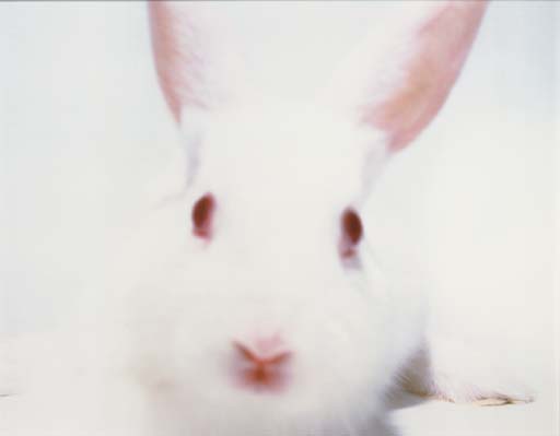 White Rabbit, 2000 
