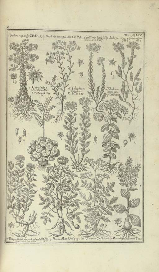 Morandi Giambattista Historia Botanica Practica Seu Plantarum Quae Ad Usum Medicinae Pertinent Mediolani Milan 1744