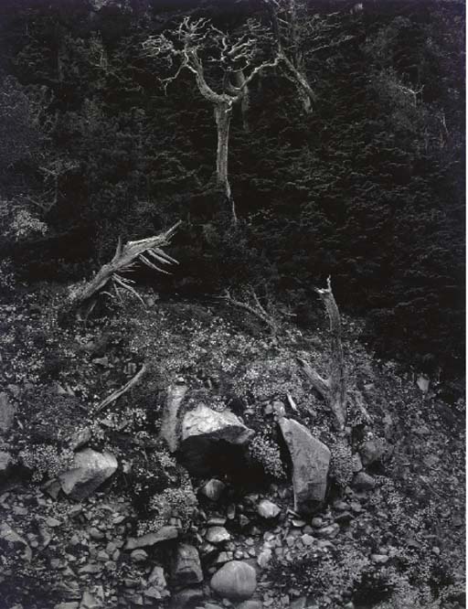 Master Photographer　Brett Weston BRETT WESTON (1911-1993) , Brett Weston: Master Photographer