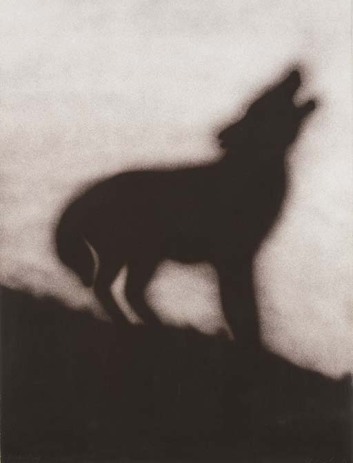 Coyote (E. 144) 
