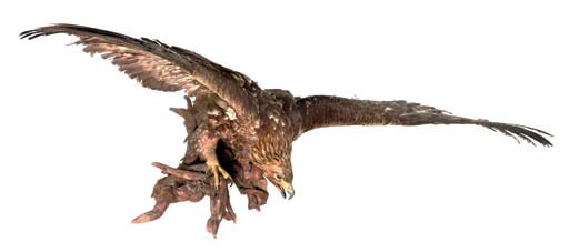 stuffed golden eagle