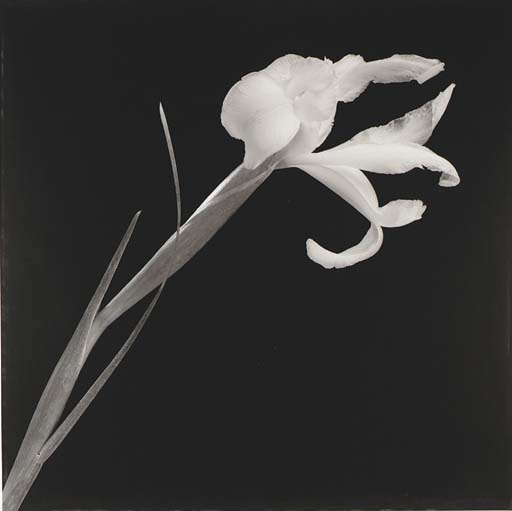 Iris, 1989 
