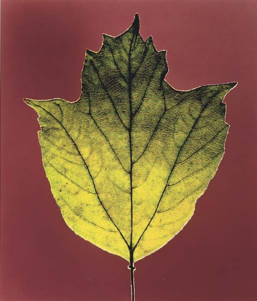 Leaf, 1987 
