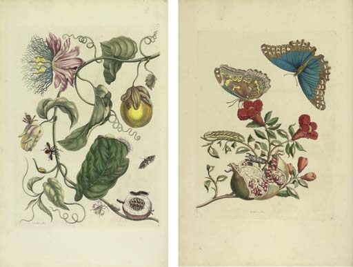 Dissertation sur les insectes 08 picture