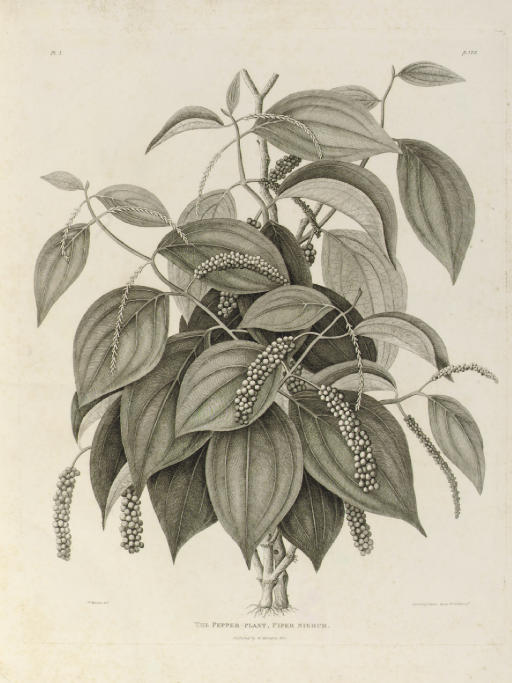 WILLIAM MARSDEN (17541836) , WILLIAM MARSDEN (17541836) Christie's