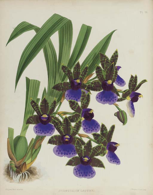 john nugent fitch orchid album