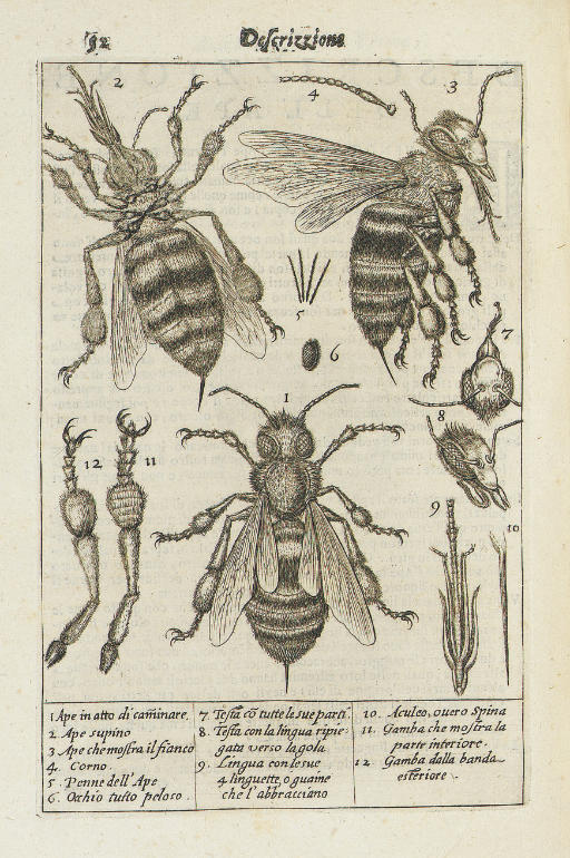 Stelluti Francesco 1577 1653 Editor And Translator Persius Flaccus 34 62 Aulus Persio Tradotto In