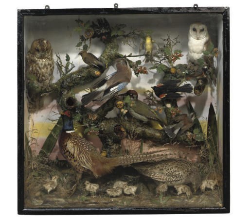 stuffed birds in glass case for sale
