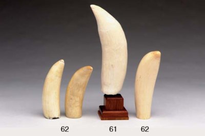 tooth lot whale