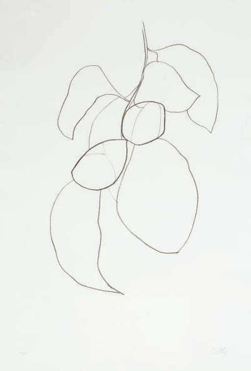 Camellia III (A. 43) 
