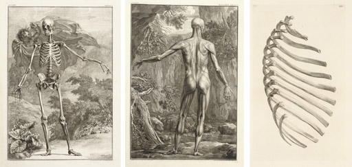 ALBINUS, Bernhard Siegfried. Tabulae sceleti et musculorum corporis