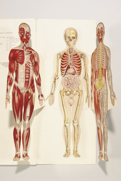 art manikins and anatomical models