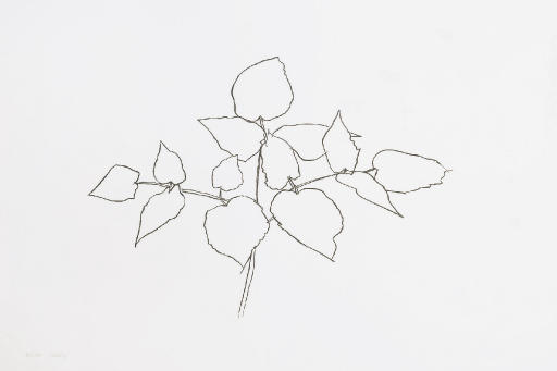 Woodland Plant (A. 178) 
