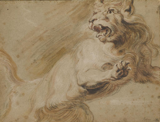 Lion rugissant 
