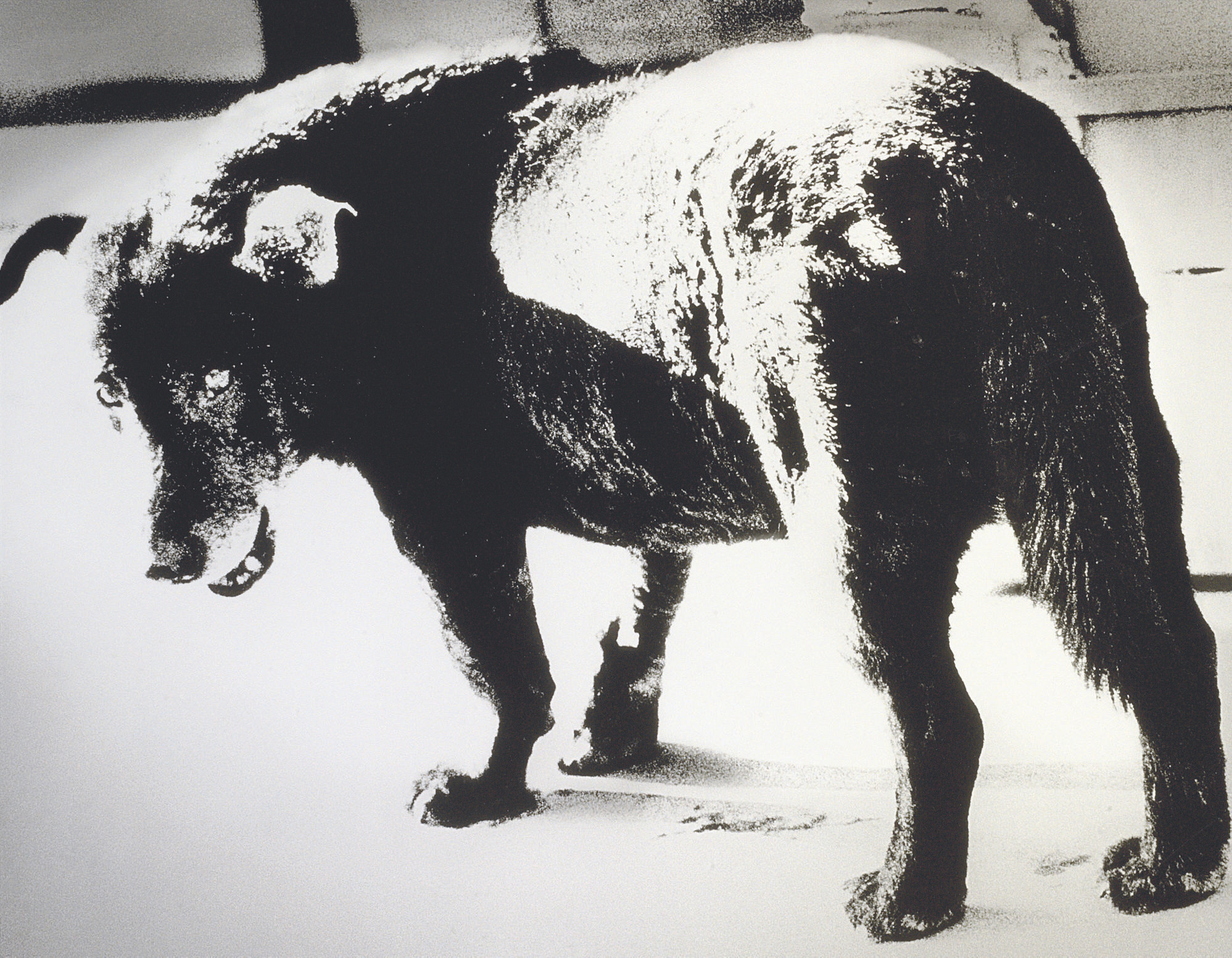 MORIYAMA DAIDO (b.1938) , Stray Dog, Misawa, 1971 | Christie's