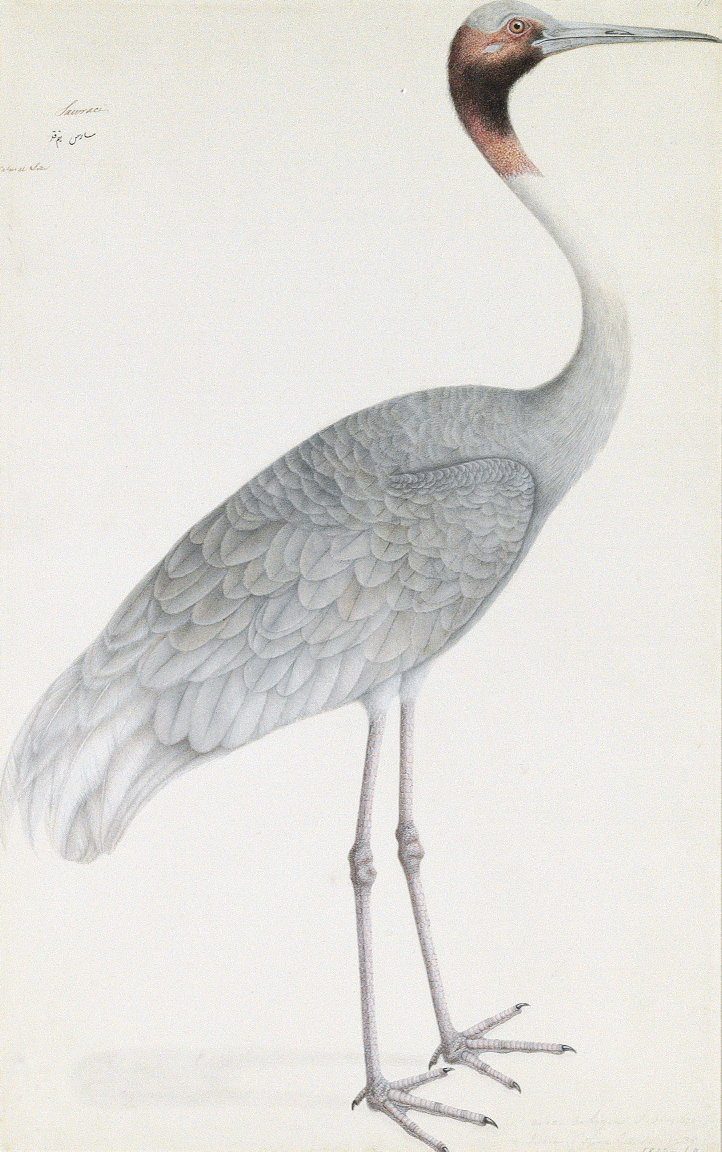 Sarus crane lifespan picture