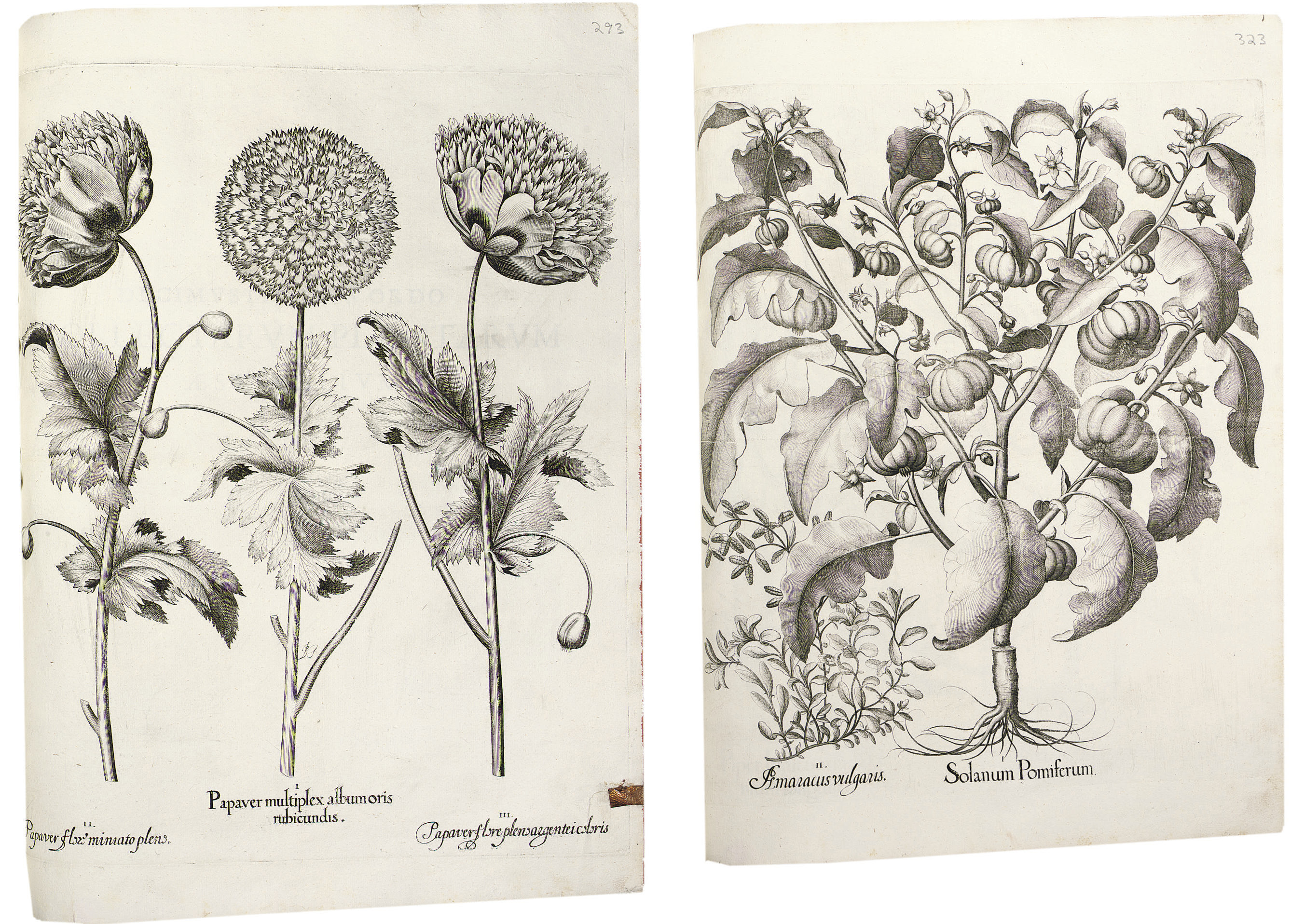 besler-basilius-1561-1629-hortus-eystettensis-nuremberg-1613