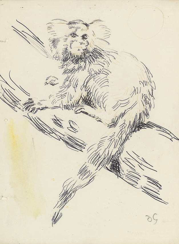 Monkey 
