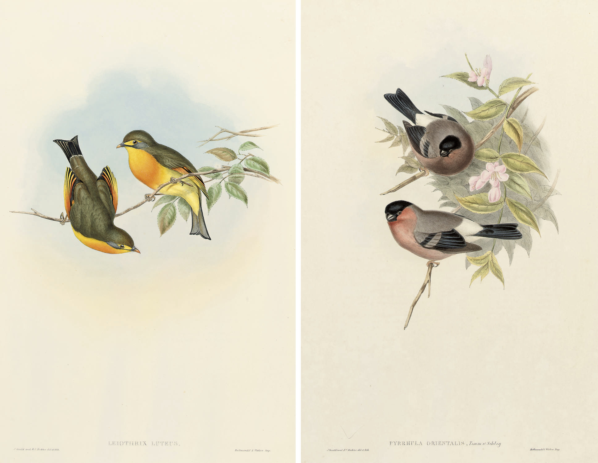 JOHN GOULD (1804-1881) | Christie&rsquo;s