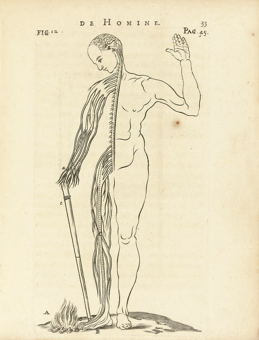 Descartes Rene 1596 1650 De Homine Figuris Translated From French By Florentius Schuyl 1619 1669 Leiden