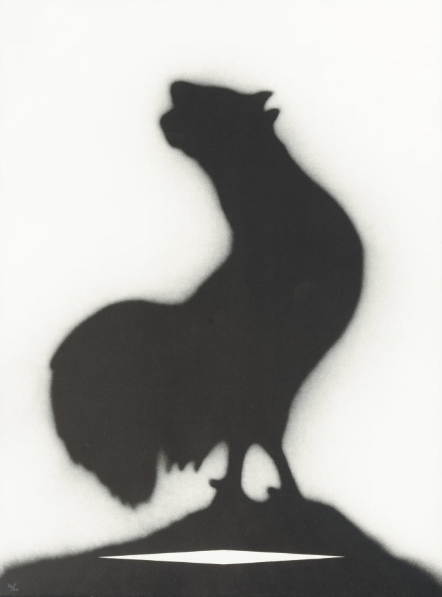 Gallo (E. 165) 
