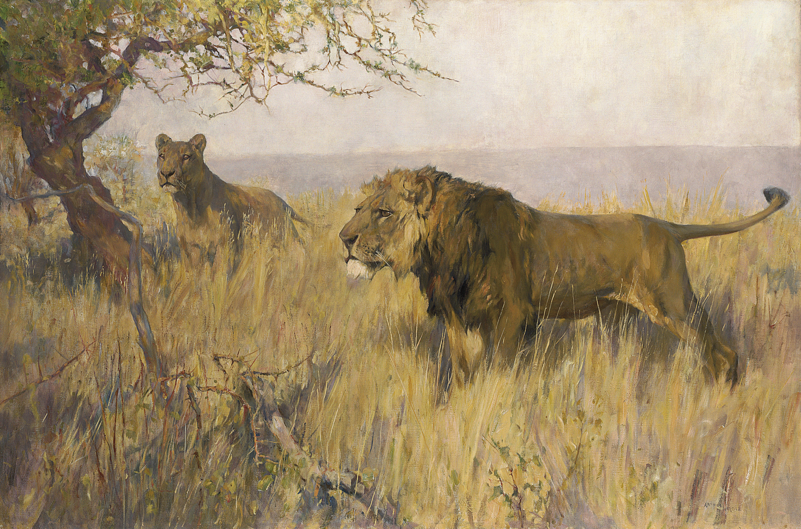 Arthur Wardle (British, 18641949) , A lion and a lioness surveying