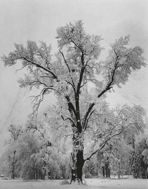 Ansel Adams 1902 1984 Oak Tree Winter Yosemite Valley 1948