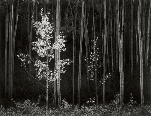 ANSEL ADAMS (1902-1984)
