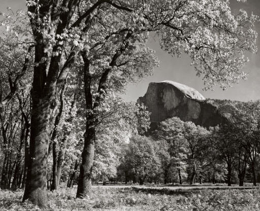 ANSEL ADAMS (1902-1984) , Half Dome, Oaks, Autumn, Yosemite, 1938