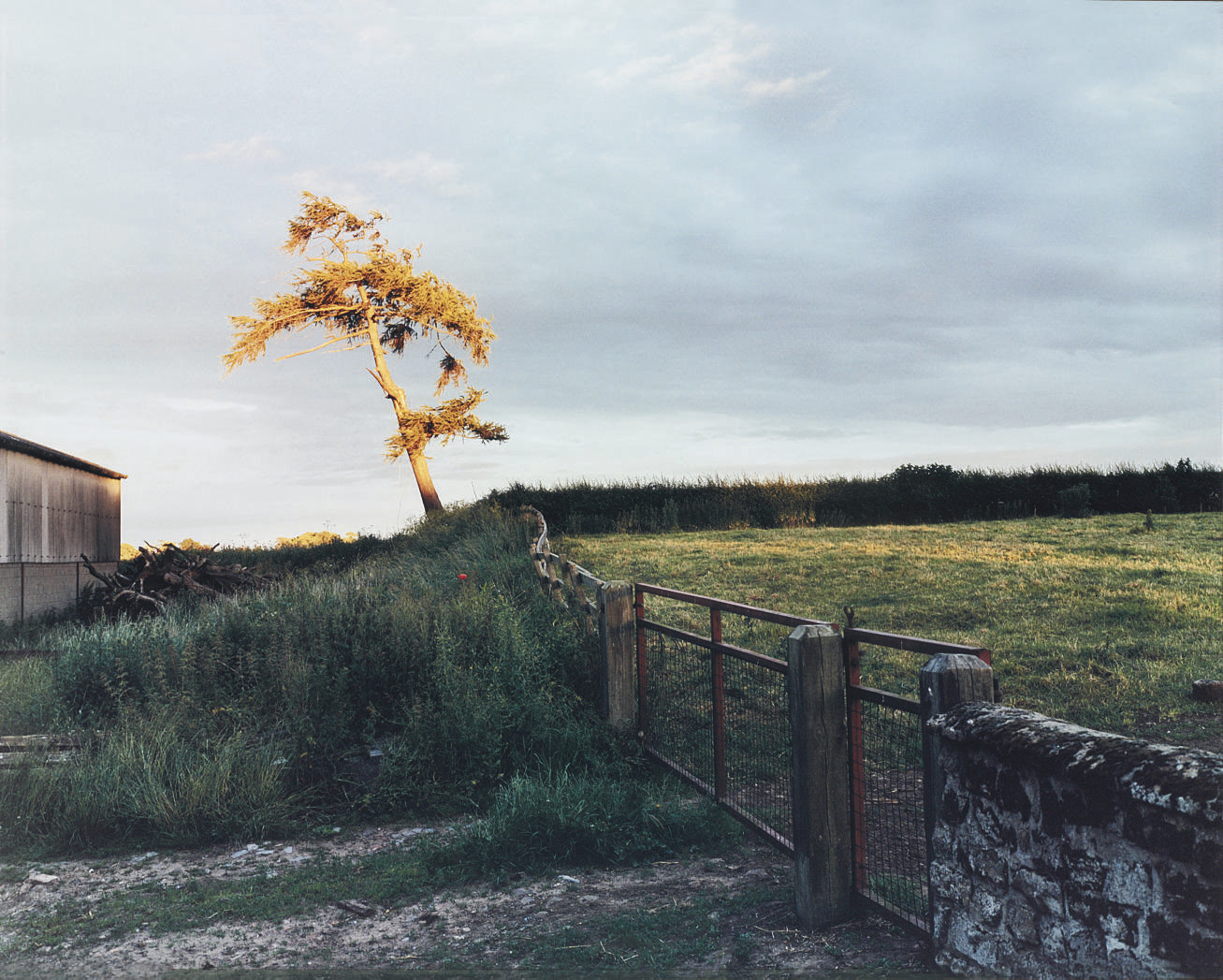 Sam Taylor-Wood (B. 1967) , Self Portrait as a Tree ...