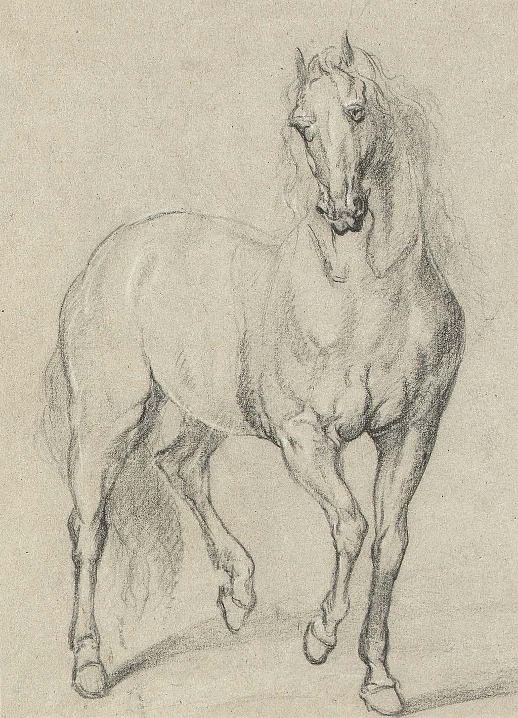 Anthony van Dyck (Horse)