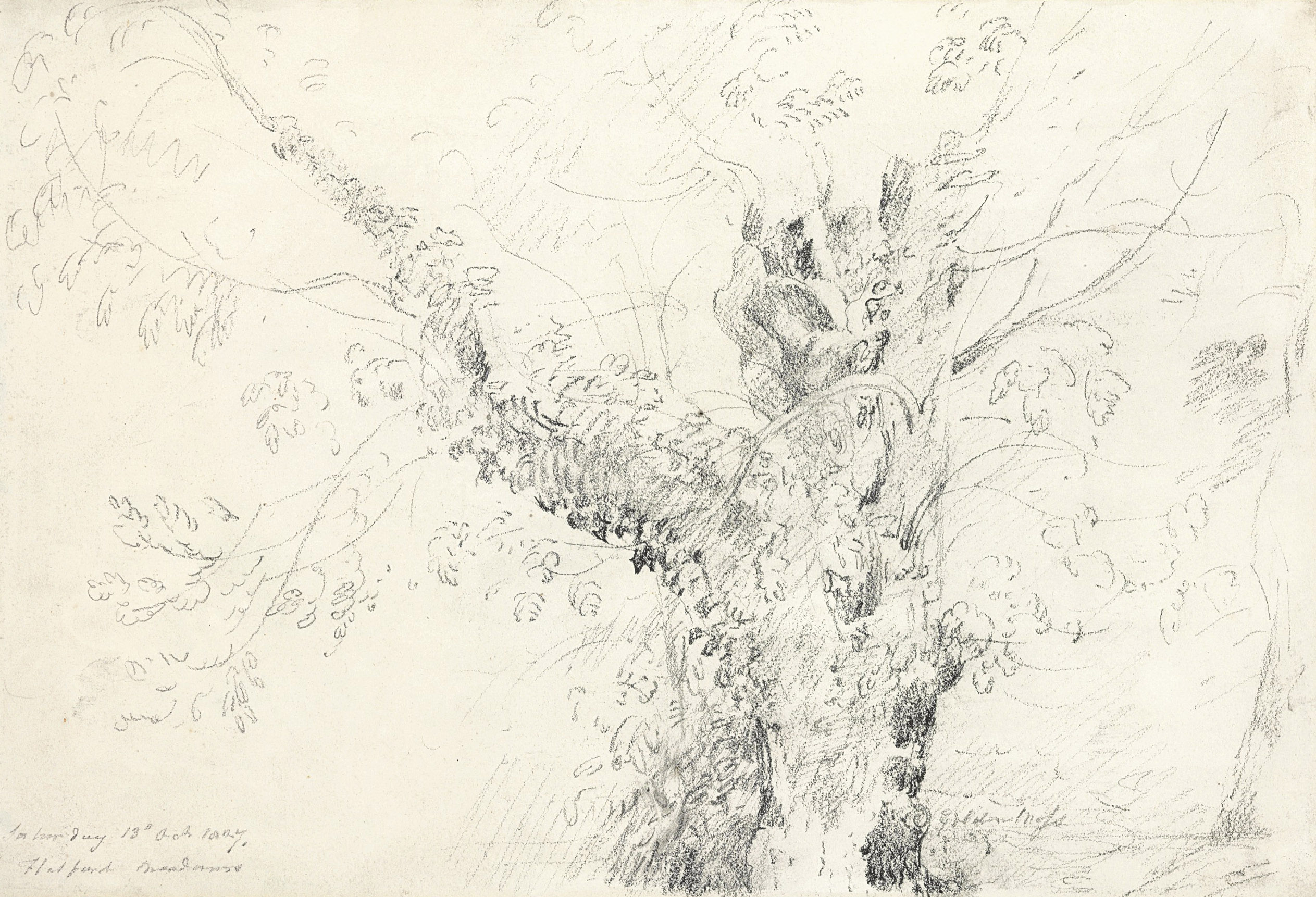 A Willow tree in Flatford Meadows 
