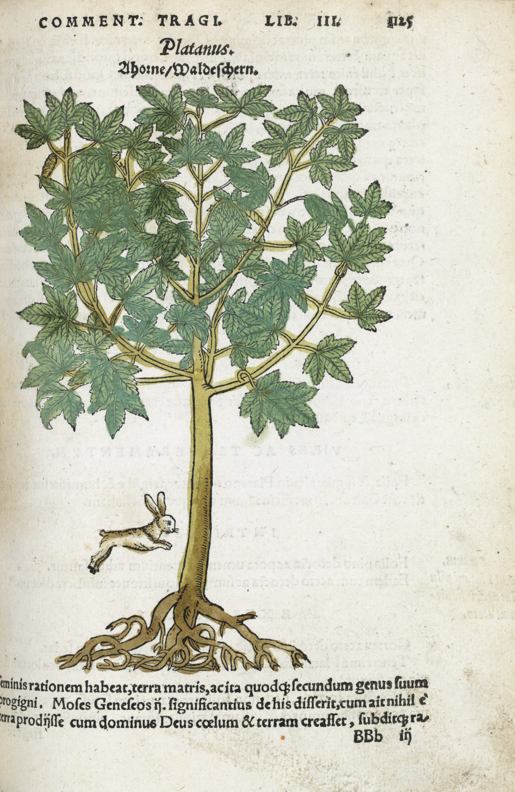 Tabernaemontanus Jacobus Theodous 1520 1590 Neuw Kreuterbuch Mit Schonen Kunstlichen Und Leblichen Figuren Unnd Conterfeyten Aller Gewachss Der Kreuter Frankfurt Nicolaus Basseus 1588 1591