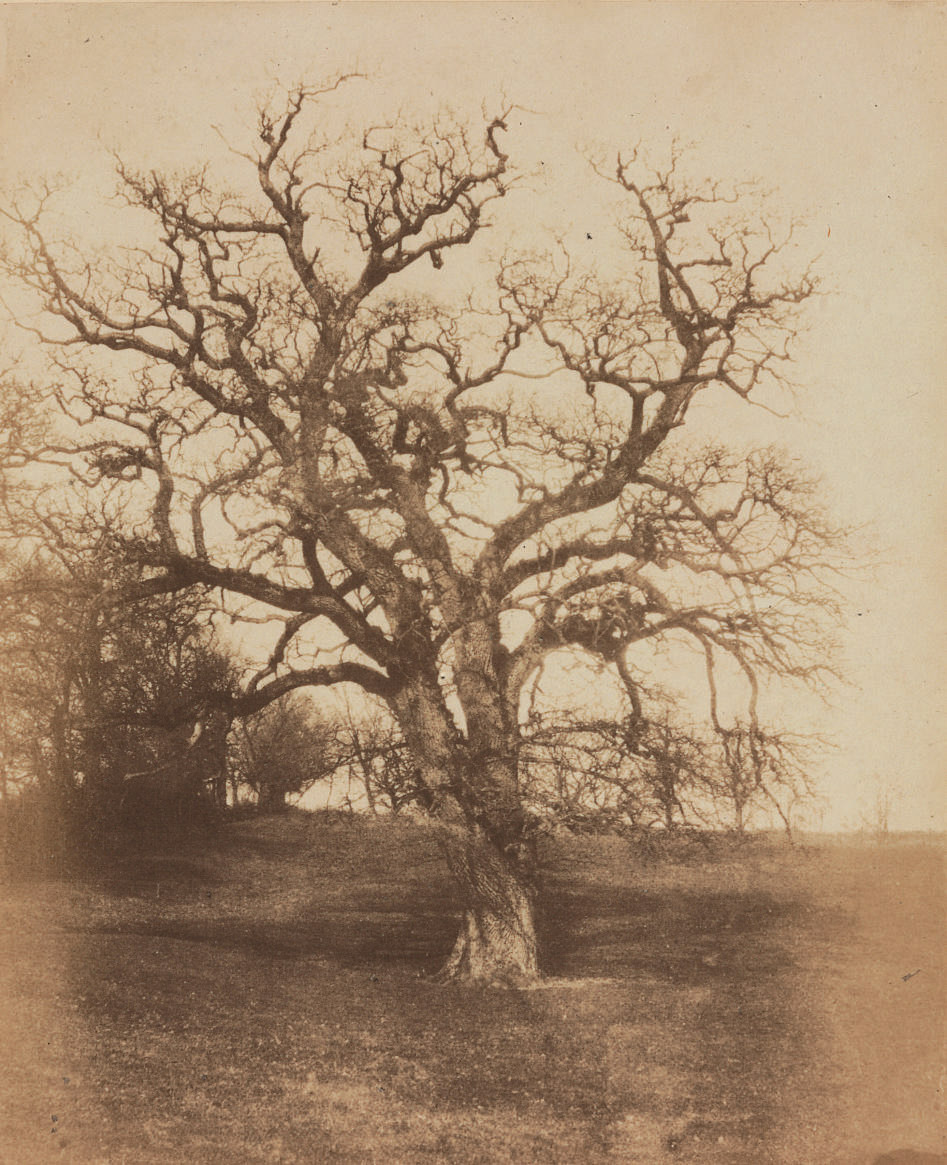 Tree study, c. 1855 
