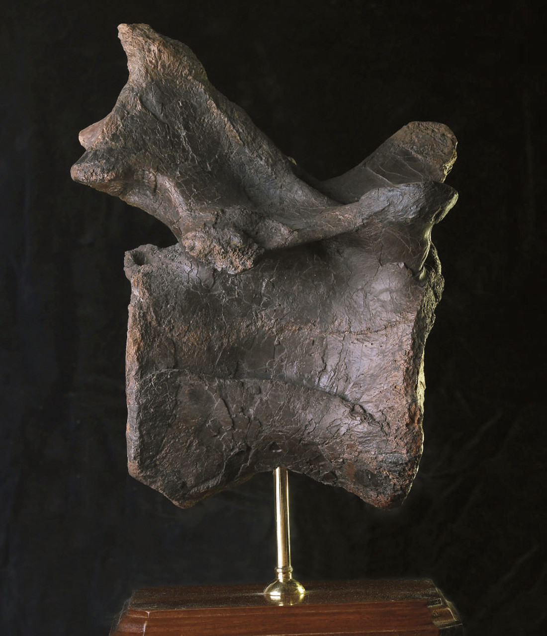 christies t rex