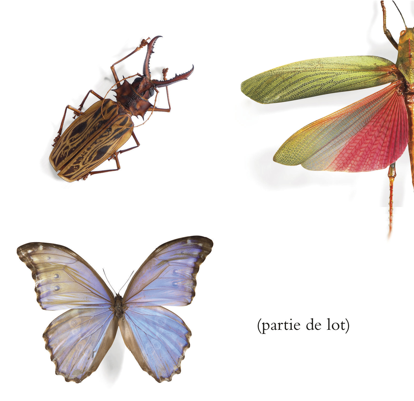 Épingle De Revers Ancienne En Forme D'insecte/papillon - Métal/étain Tons Marron - Occasion