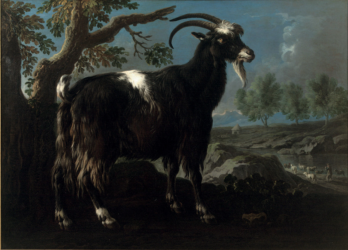 A mountain goat in a landscape 
