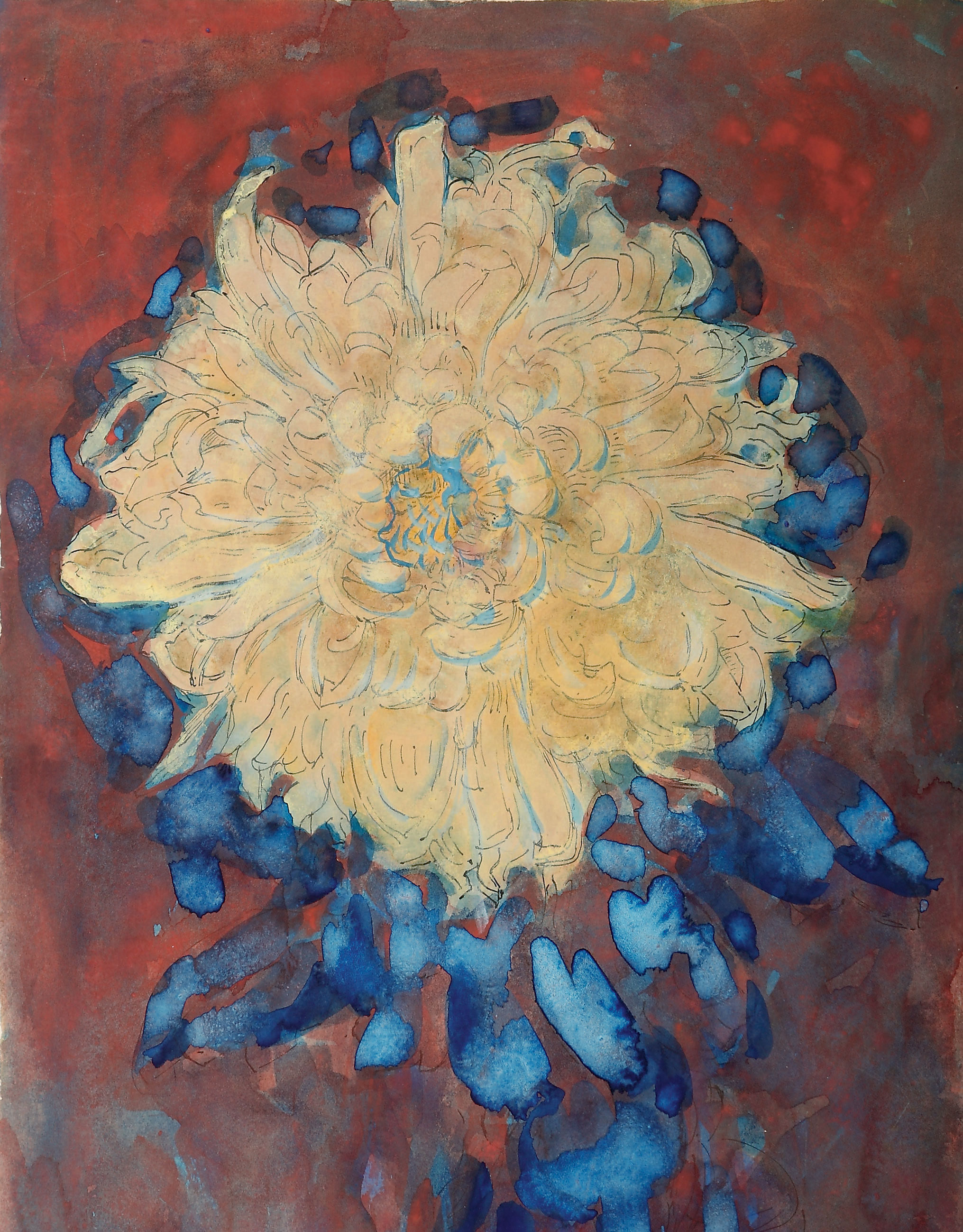 Chrysanthemum 
