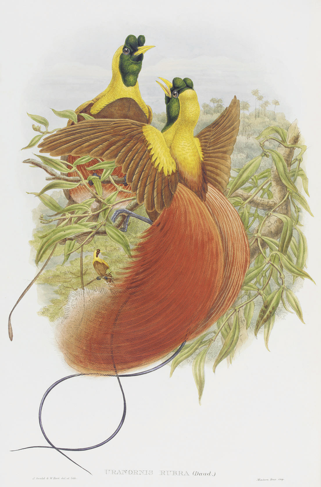 SHARPE, Richard Bowdler (18471909). Monograph of the Paradiseidae, or