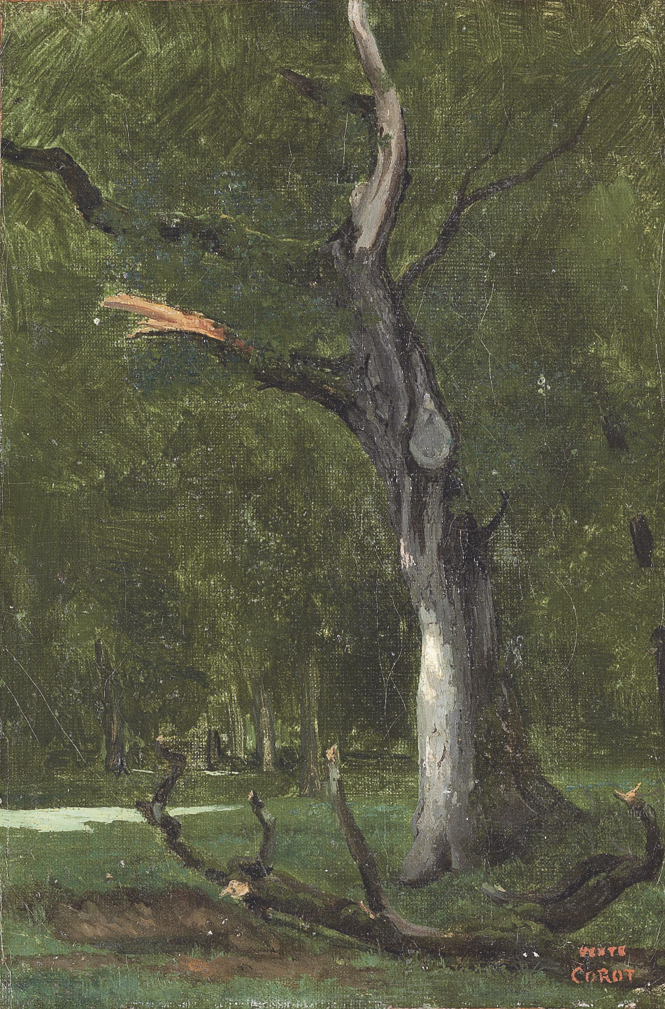 Un arbre mort sous bois 
