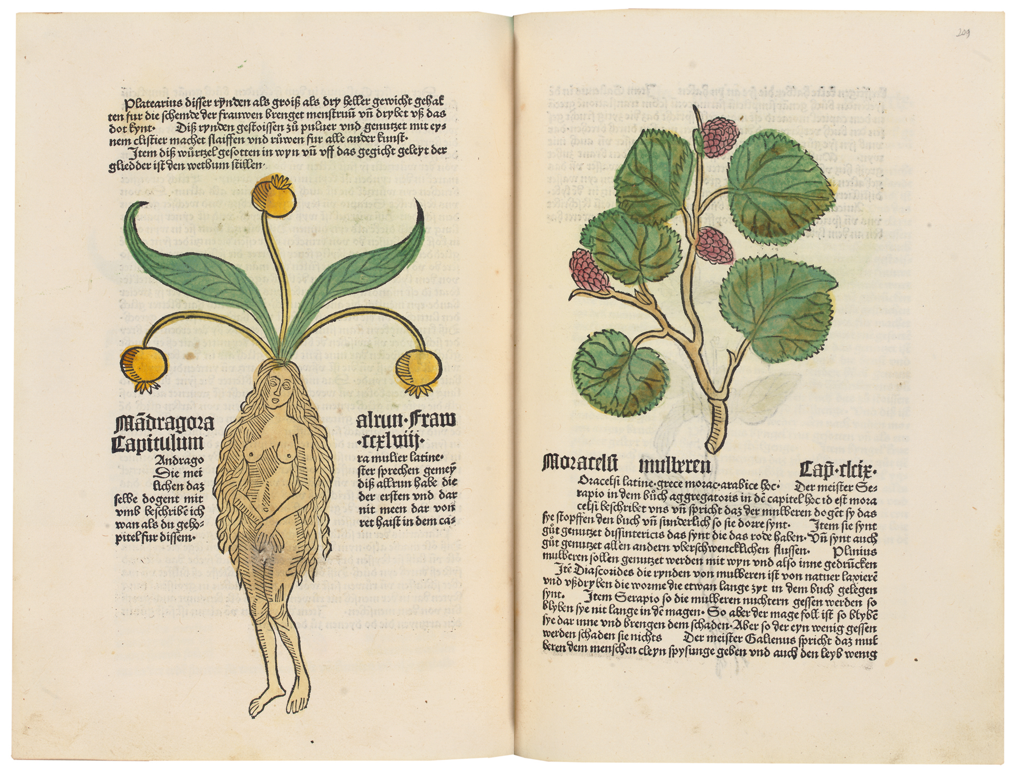 GART DER GESUNDHEIT CUBE, Johannes von (fl. second of 15th century