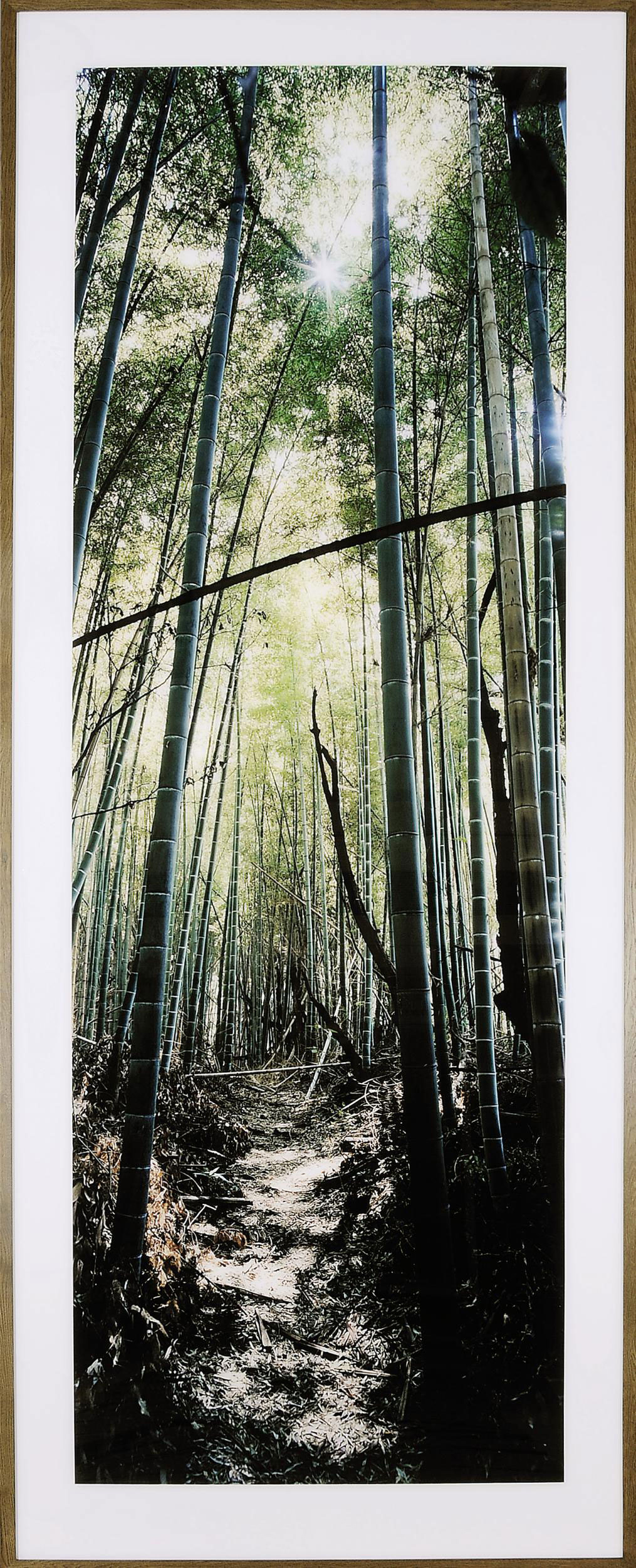 Wim Wenders B 1945 Bamboo Forest Nara Japan 2000 20th