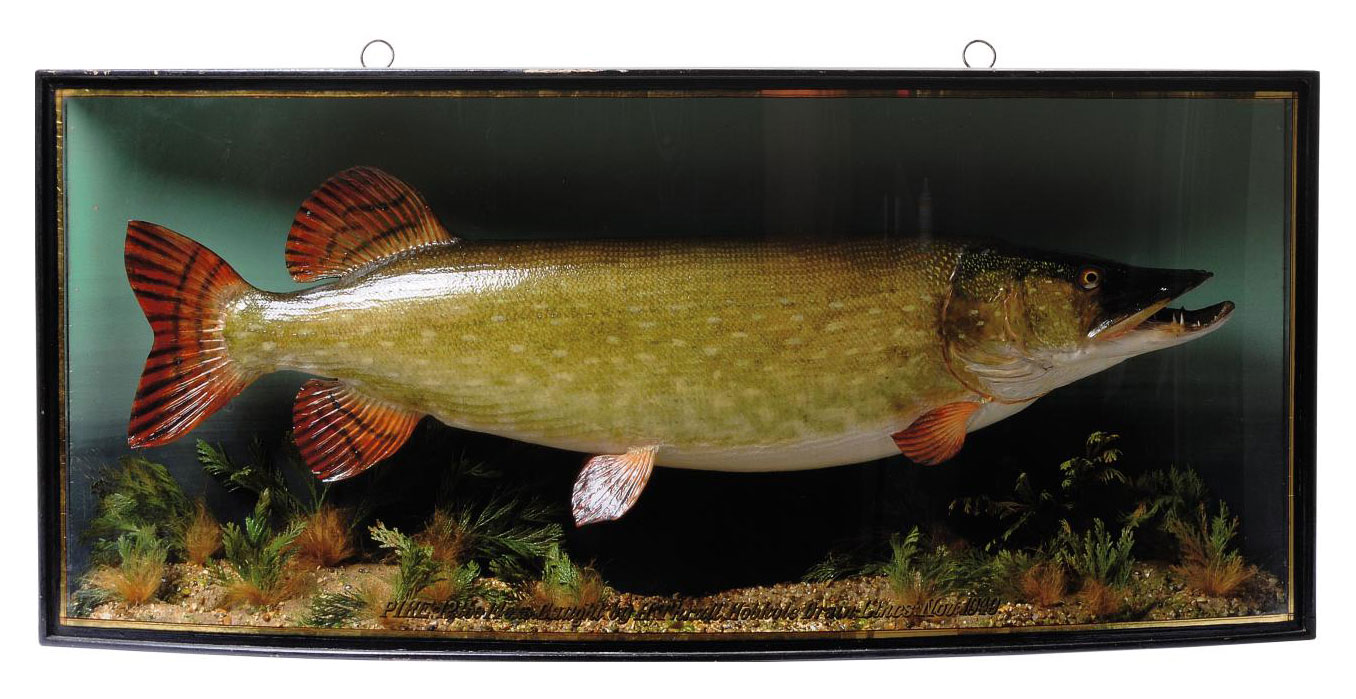 A Mounted And Stuffed Pike