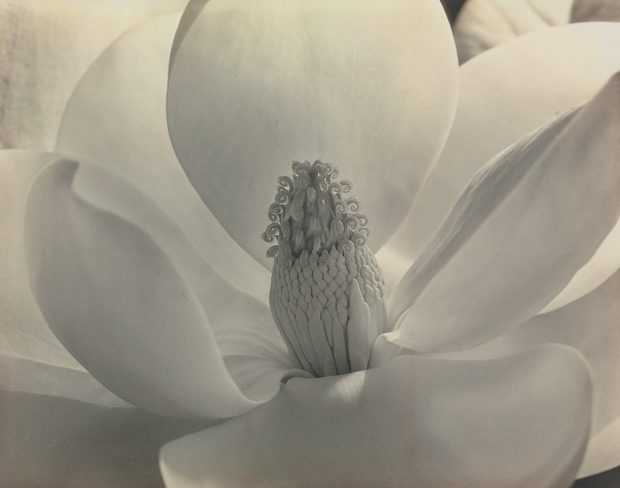 【希少写真集】Imogen Cunningham ［FLORA］ Flora | Imogen Cunningham | nostos books ノストスブックス