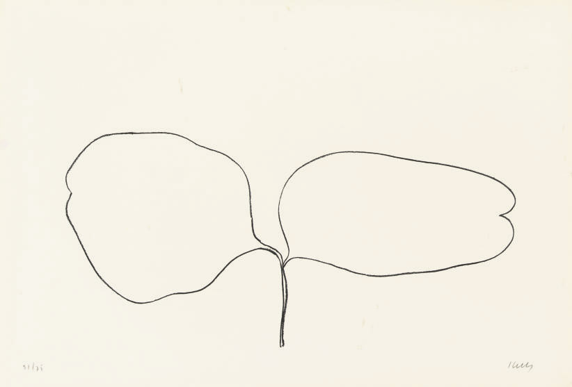 Locust (Acacia) (A. 52) 
