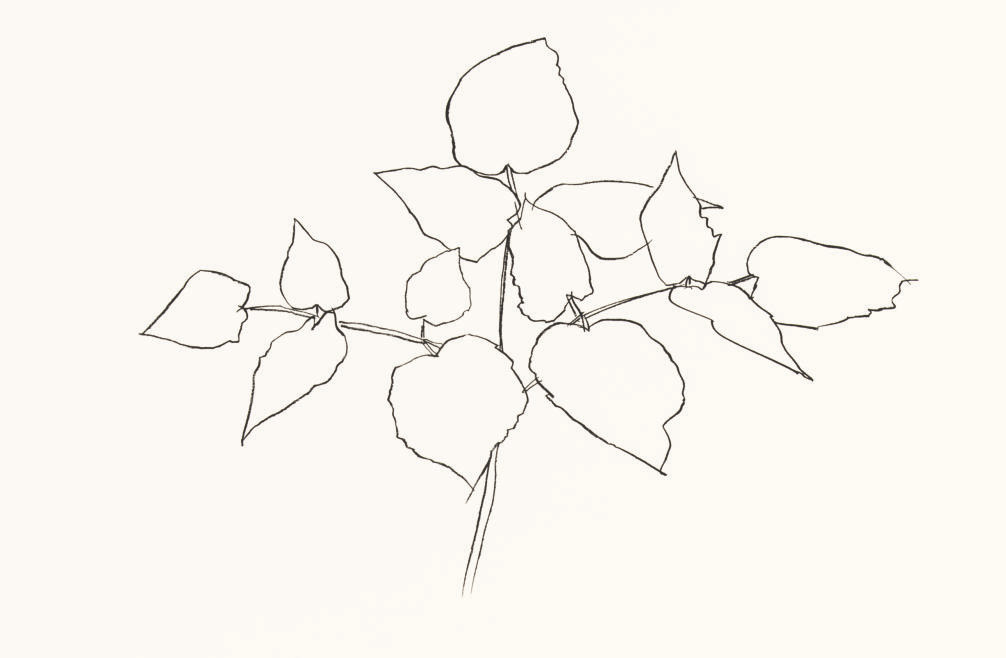 Woodland Plant (A. 178) 

