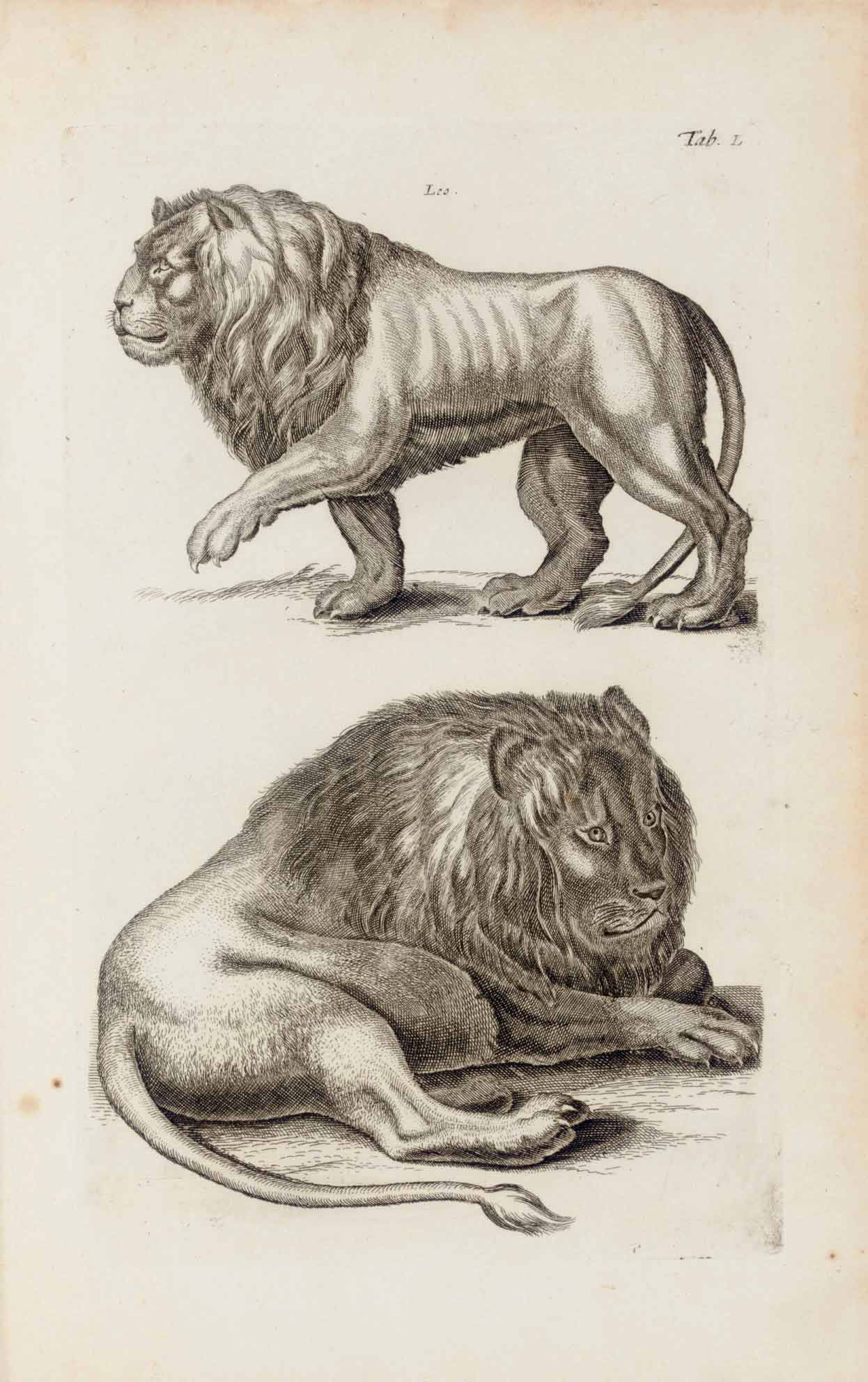 Jonston John Theatrum Universale Omnium Animalium Piscium Avium Quadrupedum Exanguium Aquaticorum Insectorum Et Angium A J