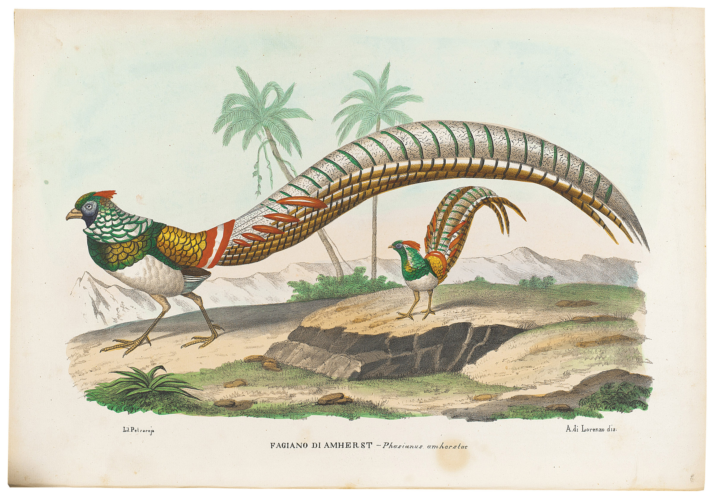 BOSCHI, GIOVANNI. Atlante Zoologico Popolare . Naples Raimondo