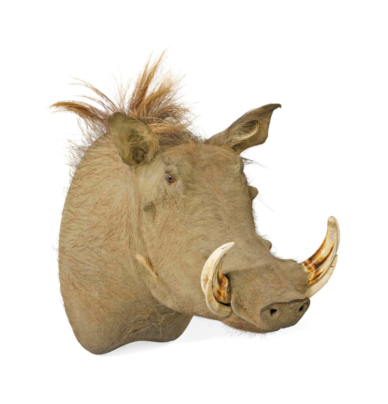 AN AFRICAN TAXIDERMY WARTHOG&rsquo;S HEAD