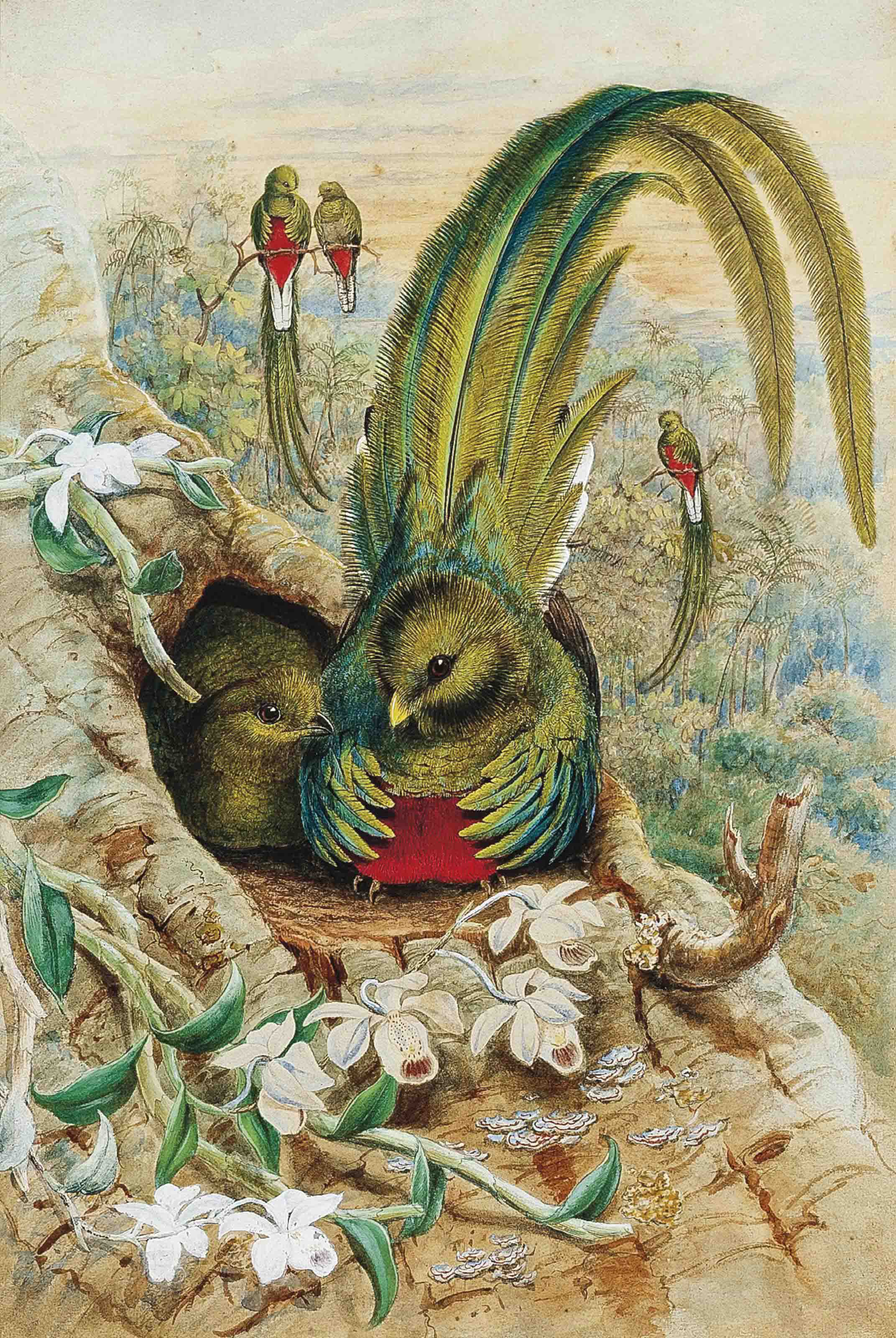 William Hart Art. Ornithological Painter.